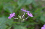 Thickleaf phlox